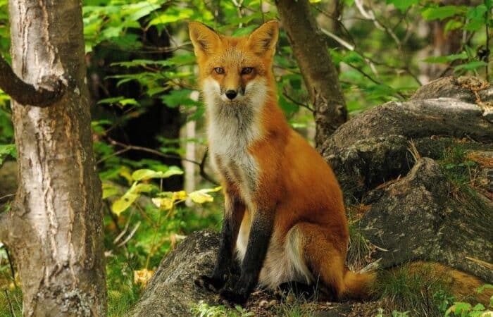 wildlife safari packages india with forest tracks and naturalist-led safari drives