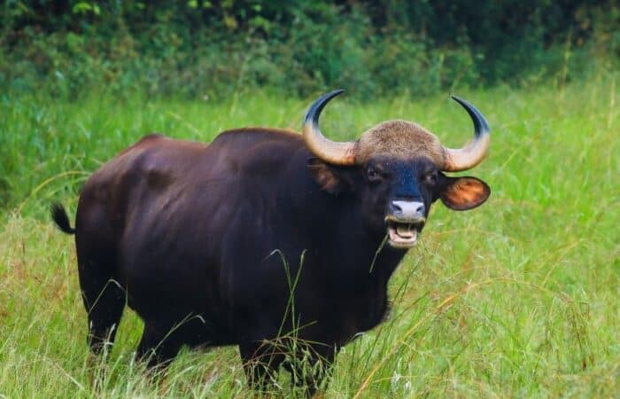 Wildlife safari Pench with private drives and lodge stays near the reserve with forest tracks and naturalist-led safari drives