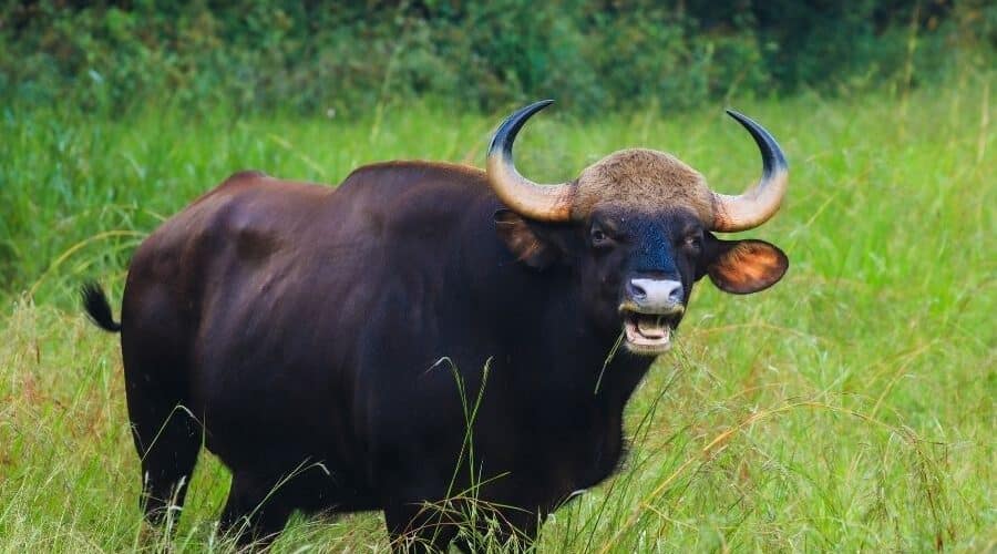 wildlife safari pench