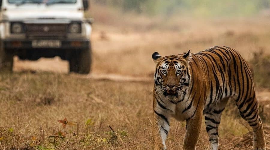 bandipur national park
