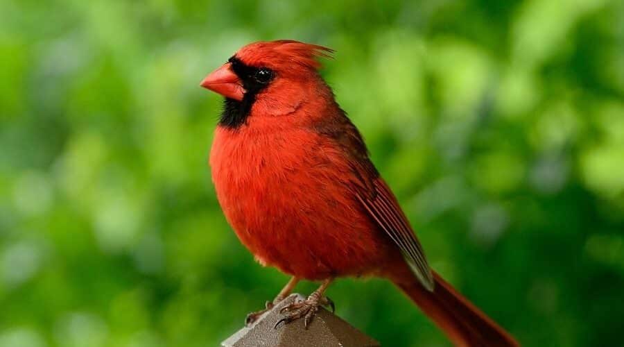 himachal trip package