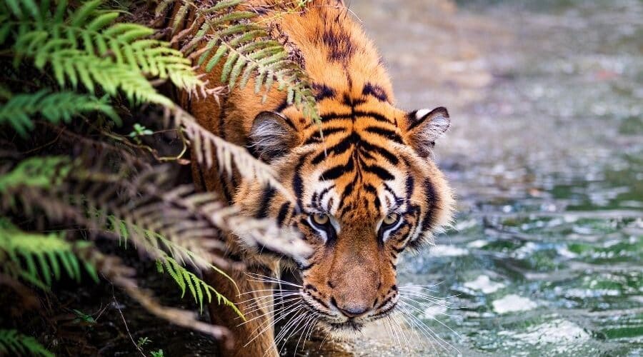 indian travel agents in india