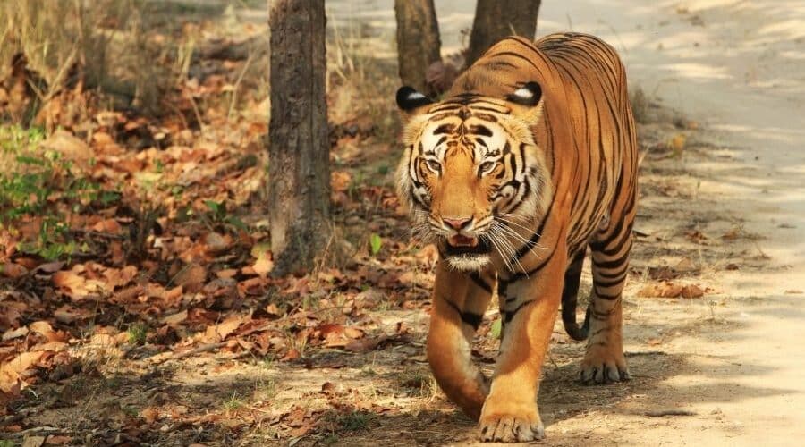 kabini tiger reserve