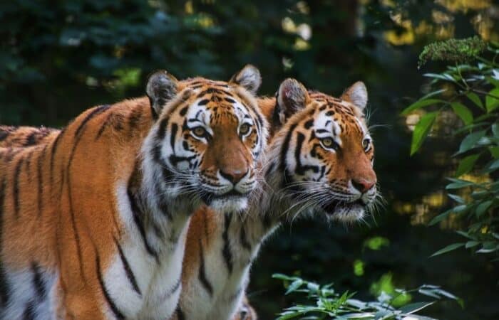Luxury tiger safari India with four reserves, stronger lodge choices and private travel across India's national parks and wildlife lodges