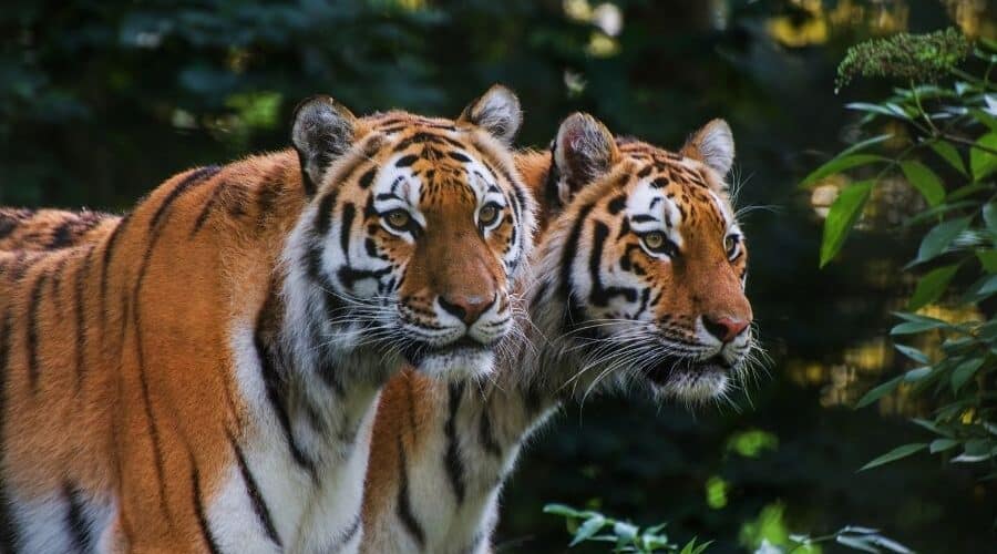 tadoba tiger reserve