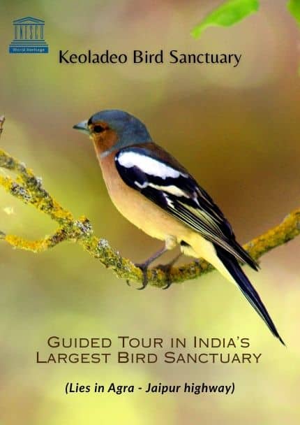 Guided Tour in Keoladeo Bird Sanctuary