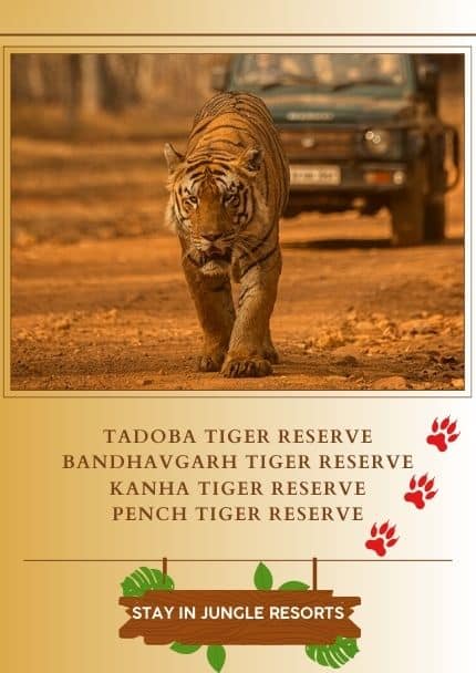 Private Tiger Safaris in India
