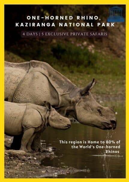 Safaris in Kaziranga National Park