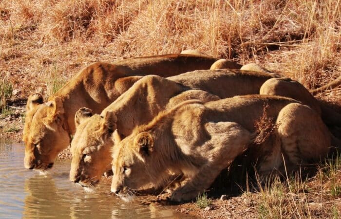 Asiatic lion safari with private game drives, open scrub forest and Gir wildlife landscapes with forest drives and tiger reserve scenery