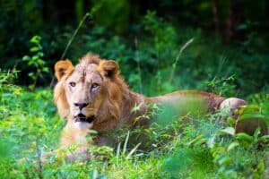 Gir National Park safari with dry forest roads, private jeep drives and Gujarat wildlife scenery with naturalists, reserve roads and wild landscapes