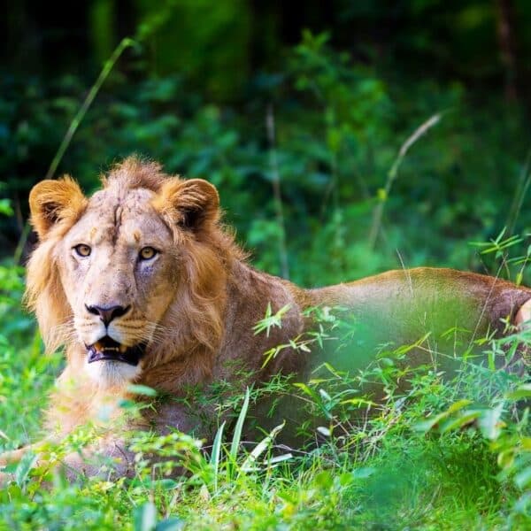 Gir National Park safari with dry forest roads, private jeep drives and Gujarat wildlife scenery with naturalists, reserve roads and wild landscapes