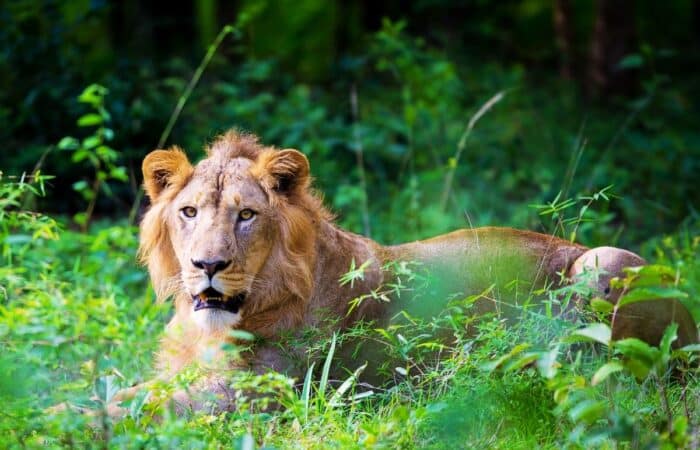 Gir National Park safari with dry forest roads, private jeep drives and Gujarat wildlife scenery with naturalists, reserve roads and wild landscapes