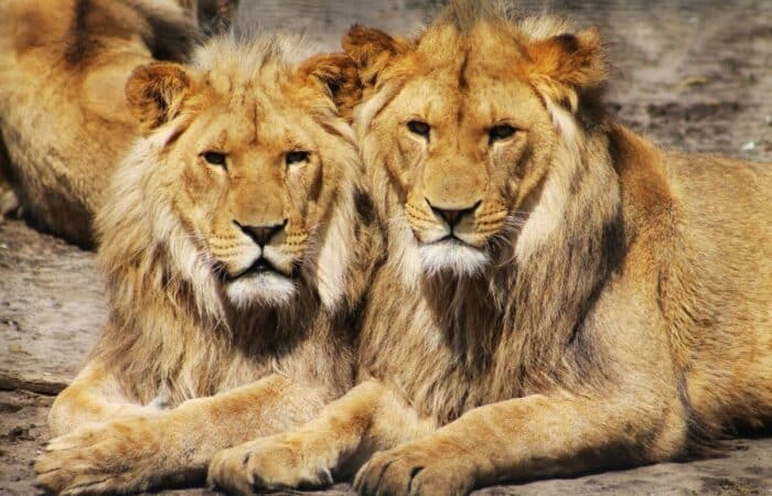 Gir National Park tour with forest lodge stays, safari drives and private Gujarat travel across India's national parks and wildlife lodges