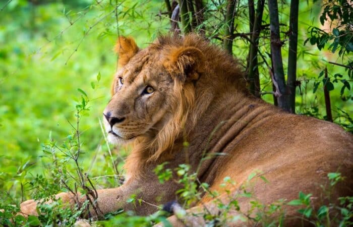 Gir safari booking with reserve entry, lodge stay and private wildlife holiday planning featuring private safari moments and jungle tracks