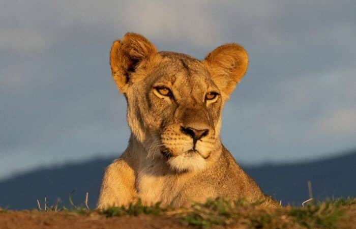 Gir Wildlife Sanctuary with lion habitat, dry woodland and private safari experiences with forest drives and tiger reserve scenery