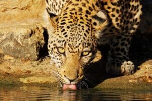 Jhalana leopard safari with private jeep drives, rocky forest habitat and Jaipur wildlife scenery