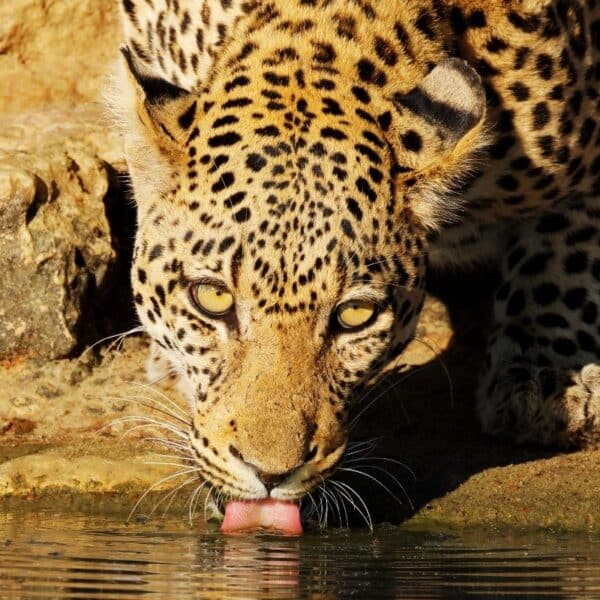 Jhalana leopard safari with private jeep drives, rocky forest habitat and Jaipur wildlife scenery along a refined North India heritage route