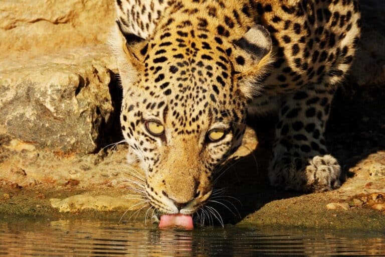 Jhalana leopard safari with private jeep drives, rocky forest habitat and Jaipur wildlife scenery along a refined North India heritage route