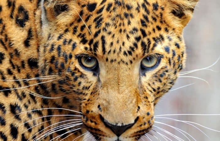 jhalana safari booking across India's national parks and wildlife lodges