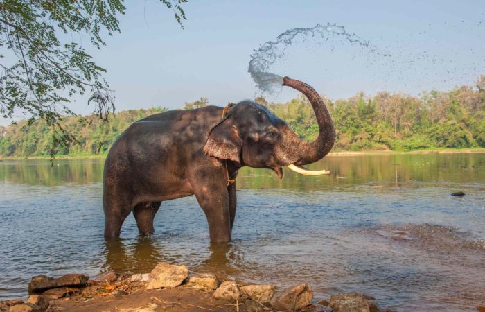 thekkady national park with forest tracks and naturalist-led safari drives