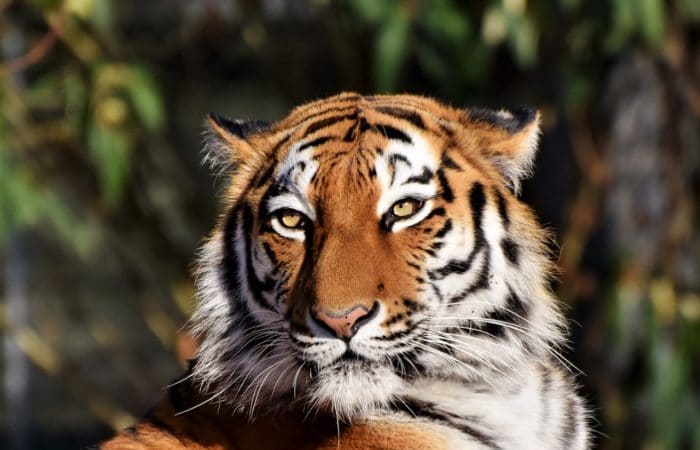 Bandipur tiger safari with Kabini forest atmosphere and South India wildlife travel in a curated wildlife expedition